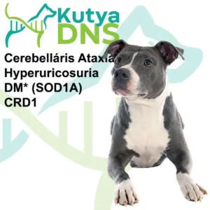 https://www.kutyadns.hu/wp-content/uploads/2024/05/termek_ajanlokep_amstaff2-300x300.jpg