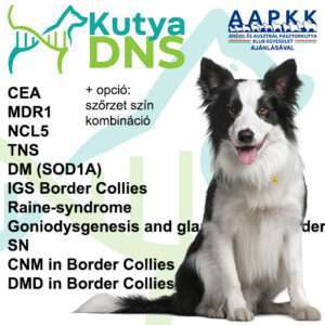 https://www.kutyadns.hu/wp-content/uploads/2024/05/termek_ajanlokep_border_aapkk-300x300.jpg