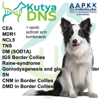 https://www.kutyadns.hu/wp-content/uploads/2024/05/termek_ajanlokep_border_aapkk-320x320.jpg