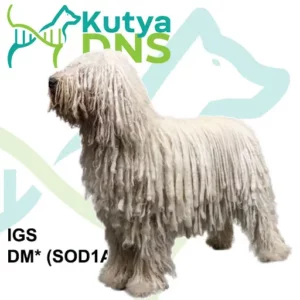https://www.kutyadns.hu/wp-content/uploads/2024/05/termek_ajanlokep_komondor_kombi-300x300.jpg
