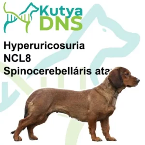https://www.kutyadns.hu/wp-content/uploads/2025/02/termek_ajanlokep_alpesitacsko-300x300.jpg