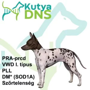 https://www.kutyadns.hu/wp-content/uploads/2025/02/termek_ajanlokep_ammeztelen-300x300.jpg