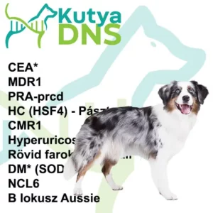 https://www.kutyadns.hu/wp-content/uploads/2025/02/termek_ajanlokep_aussie1-300x300.jpg
