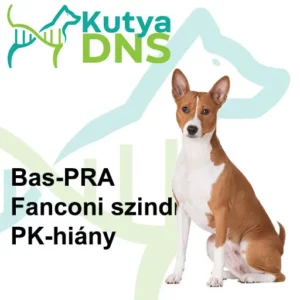 https://www.kutyadns.hu/wp-content/uploads/2025/02/termek_ajanlokep_basenji-300x300.jpg