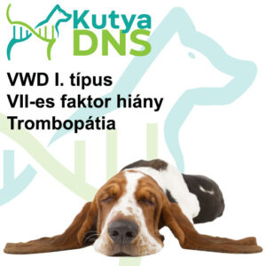 https://www.kutyadns.hu/wp-content/uploads/2025/02/termek_ajanlokep_basset-300x300.jpg