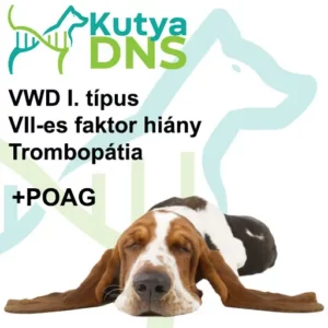 https://www.kutyadns.hu/wp-content/uploads/2025/02/termek_ajanlokep_basset2-300x300.jpg