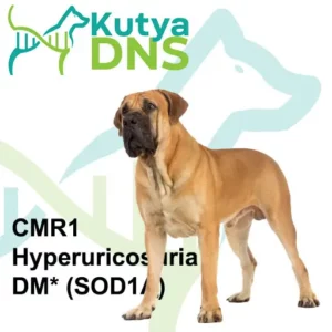 https://www.kutyadns.hu/wp-content/uploads/2025/02/termek_ajanlokep_boerboel-300x300.jpg