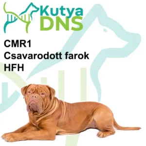 https://www.kutyadns.hu/wp-content/uploads/2025/02/termek_ajanlokep_bordeaux-300x300.jpg