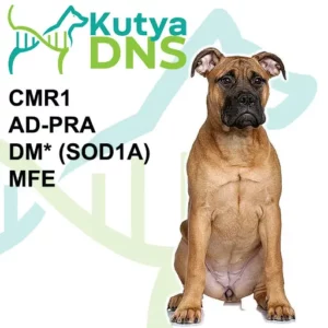 https://www.kutyadns.hu/wp-content/uploads/2025/02/termek_ajanlokep_bullmastiff-300x300.jpg