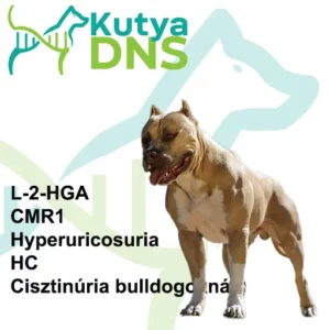 https://www.kutyadns.hu/wp-content/uploads/2025/02/termek_ajanlokep_bully2-300x300.jpg