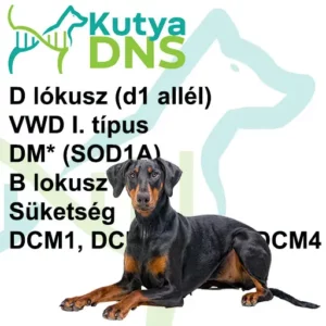 https://www.kutyadns.hu/wp-content/uploads/2025/02/termek_ajanlokep_dobermann2-300x300.jpg