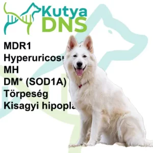 https://www.kutyadns.hu/wp-content/uploads/2025/02/termek_ajanlokep_fehersvajci2-300x300.jpg