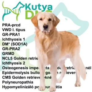 https://www.kutyadns.hu/wp-content/uploads/2025/02/termek_ajanlokep_golden3-300x300.jpg