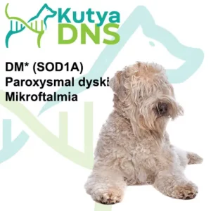 https://www.kutyadns.hu/wp-content/uploads/2025/02/termek_ajanlokep_irbuza-300x300.jpg