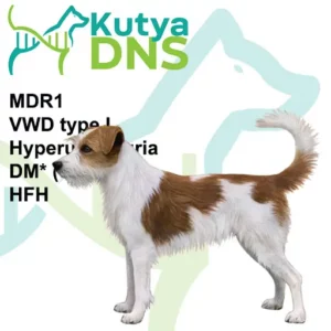 https://www.kutyadns.hu/wp-content/uploads/2025/02/termek_ajanlokep_kromfor-300x300.jpg
