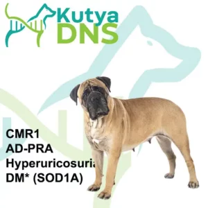 https://www.kutyadns.hu/wp-content/uploads/2025/02/termek_ajanlokep_mastiff-300x300.jpg