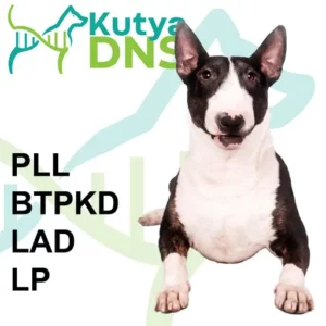 https://www.kutyadns.hu/wp-content/uploads/2025/02/termek_ajanlokep_minibull-300x300.jpg