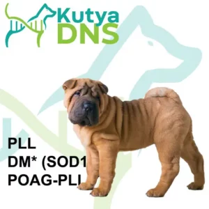 https://www.kutyadns.hu/wp-content/uploads/2025/02/termek_ajanlokep_minipei-300x300.jpg