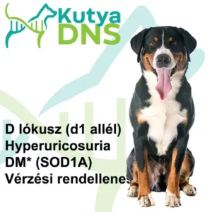 https://www.kutyadns.hu/wp-content/uploads/2025/02/termek_ajanlokep_nagysvajci-300x300.jpg