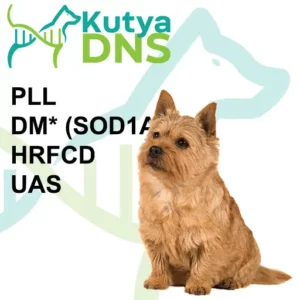https://www.kutyadns.hu/wp-content/uploads/2025/02/termek_ajanlokep_norwich-300x300.jpg