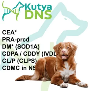 https://www.kutyadns.hu/wp-content/uploads/2025/02/termek_ajanlokep_novascotia1-300x300.jpg