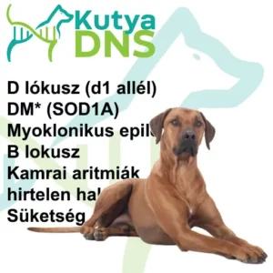 https://www.kutyadns.hu/wp-content/uploads/2025/02/termek_ajanlokep_oroszlan-300x300.jpg