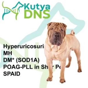 https://www.kutyadns.hu/wp-content/uploads/2025/02/termek_ajanlokep_sharpei-300x300.jpg