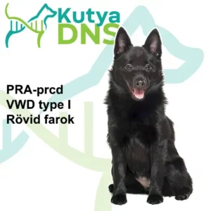 https://www.kutyadns.hu/wp-content/uploads/2025/02/termek_ajanlokep_shipperke-300x300.jpg