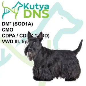 https://www.kutyadns.hu/wp-content/uploads/2025/02/termek_ajanlokep_skotterrier-300x300.jpg