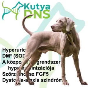 https://www.kutyadns.hu/wp-content/uploads/2025/02/termek_ajanlokep_weimari-300x300.jpg