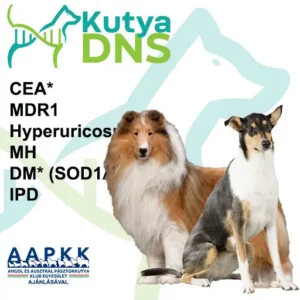 https://www.kutyadns.hu/wp-content/uploads/2025/02/termek_collie-300x300.jpg