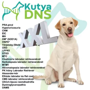 https://www.kutyadns.hu/wp-content/uploads/2025/03/termek_ajanlokep_labradorXXL-300x300.jpg