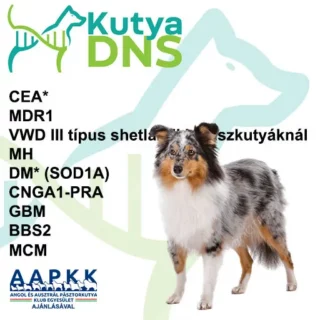 https://www.kutyadns.hu/wp-content/uploads/2025/05/termek_ajanlokep_shetland_aapkk-320x320.jpg